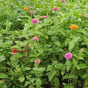 Meet your Posher, Betsy